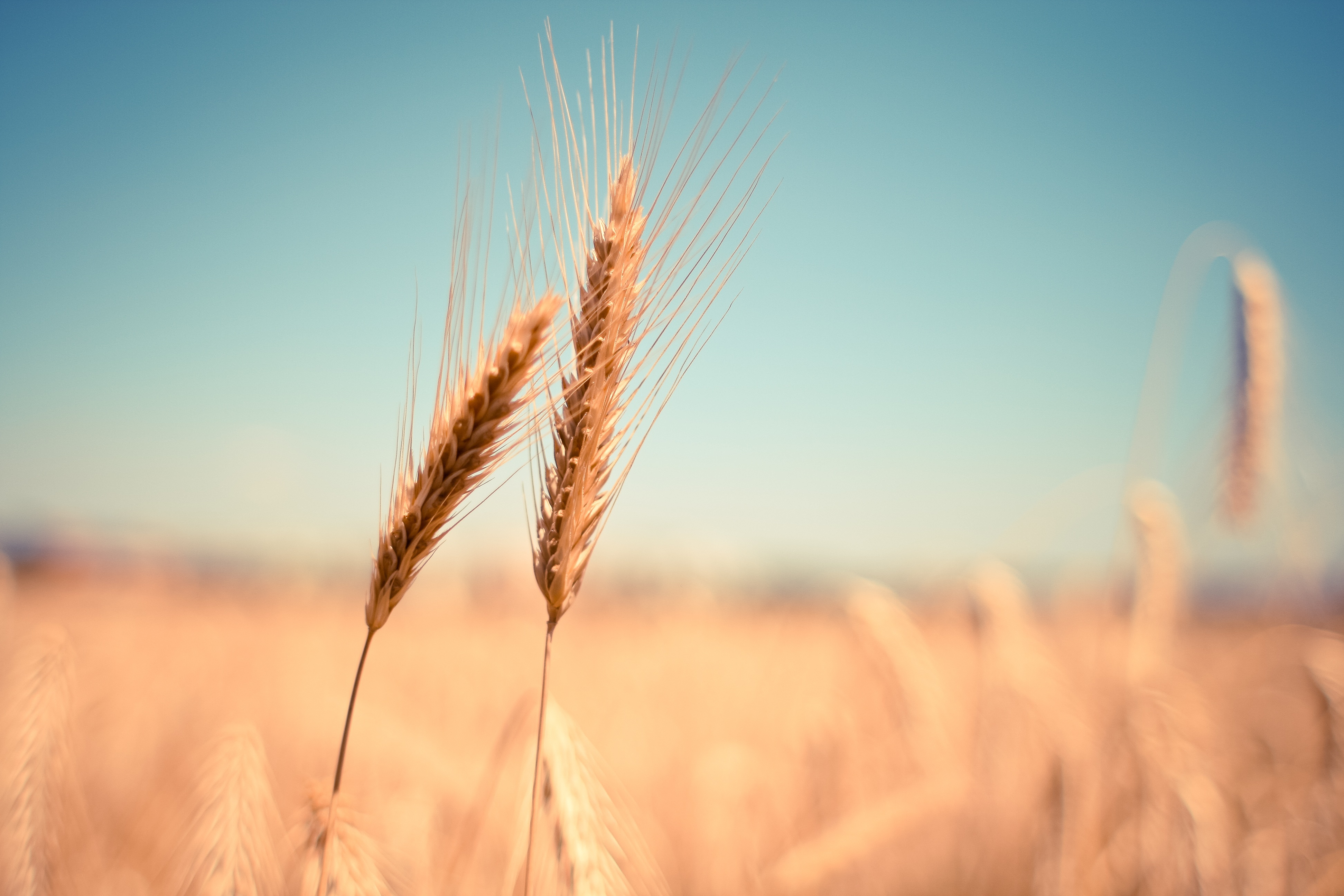 Calm wheat field landscape